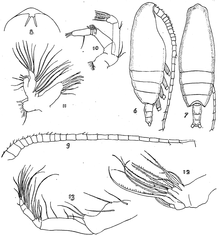 Species Pseudoamallothrix emarginata - Plate 9 of morphological figures