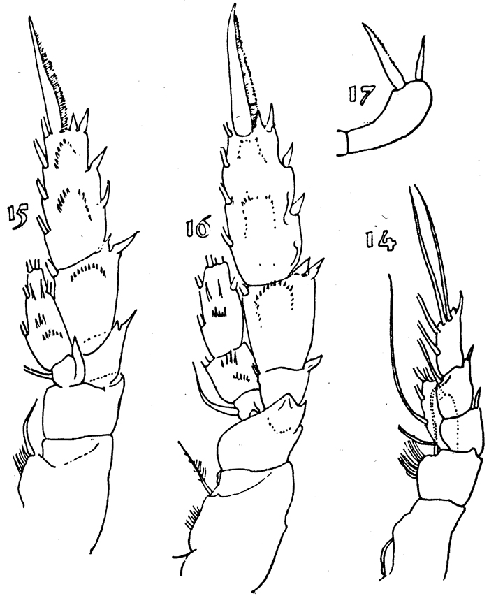 Espce Pseudoamallothrix emarginata - Planche 10 de figures morphologiques