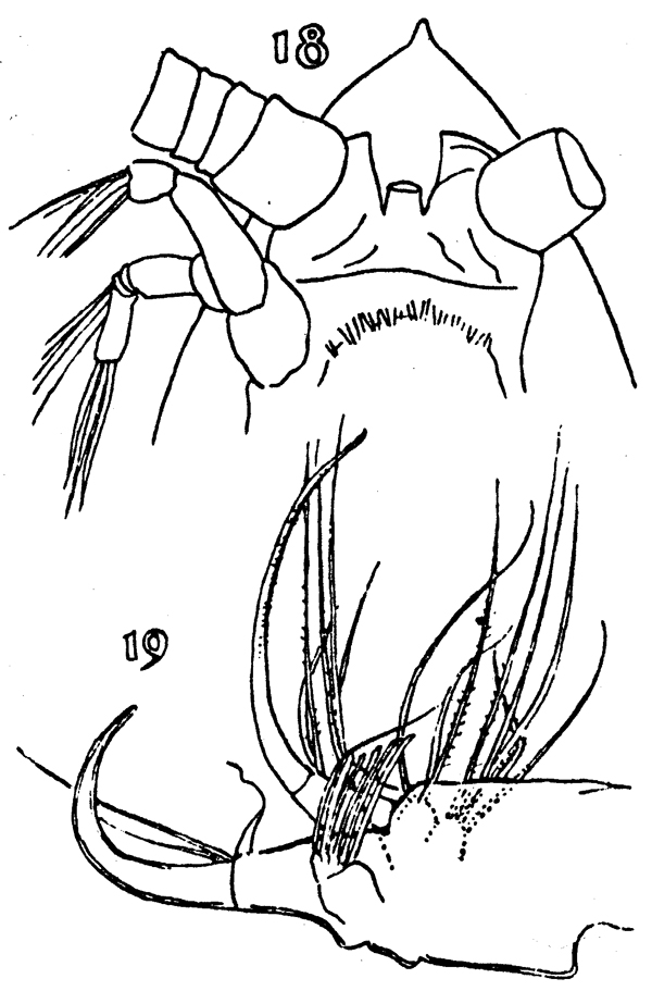 Species Cornucalanus chelifer - Plate 8 of morphological figures