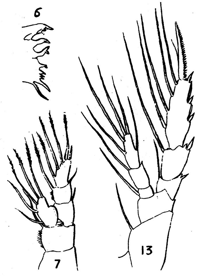 Species Aetideopsis armata - Plate 10 of morphological figures