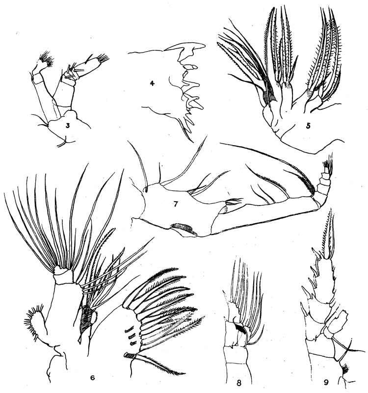 Espèce Gaetanus pileatus - Planche 11 de figures morphologiques
