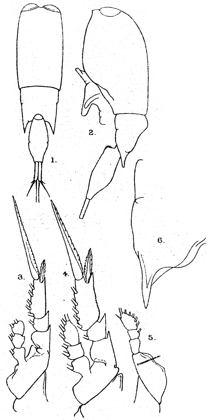 Species Farranula gibbula - Plate 8 of morphological figures