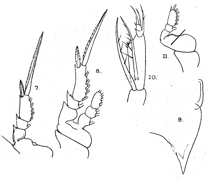Species Farranula curta - Plate 6 of morphological figures