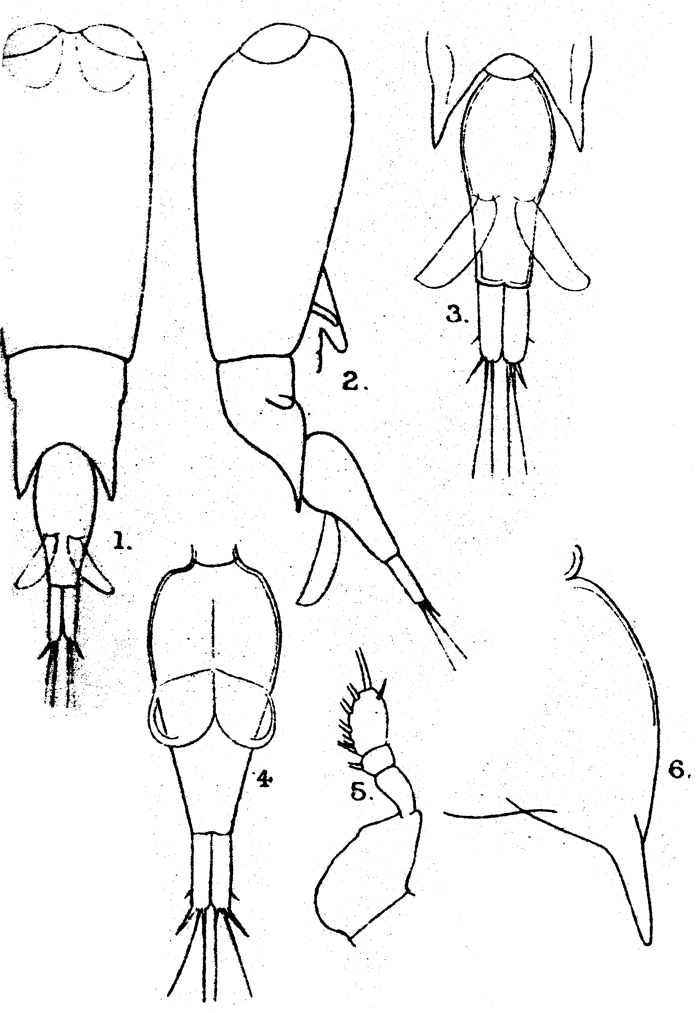 Species Farranula curta - Plate 7 of morphological figures