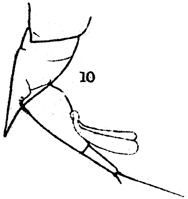 Espce Farranula carinata - Planche 7 de figures morphologiques