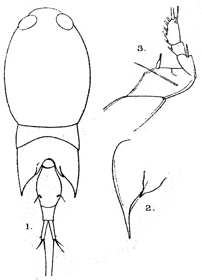 Species Corycaeus (Onychocorycaeus) catus - Plate 13 of morphological figures