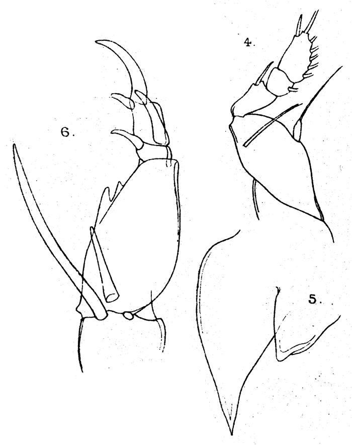 Species Corycaeus (Onychocorycaeus) ovalis - Plate 8 of morphological figures