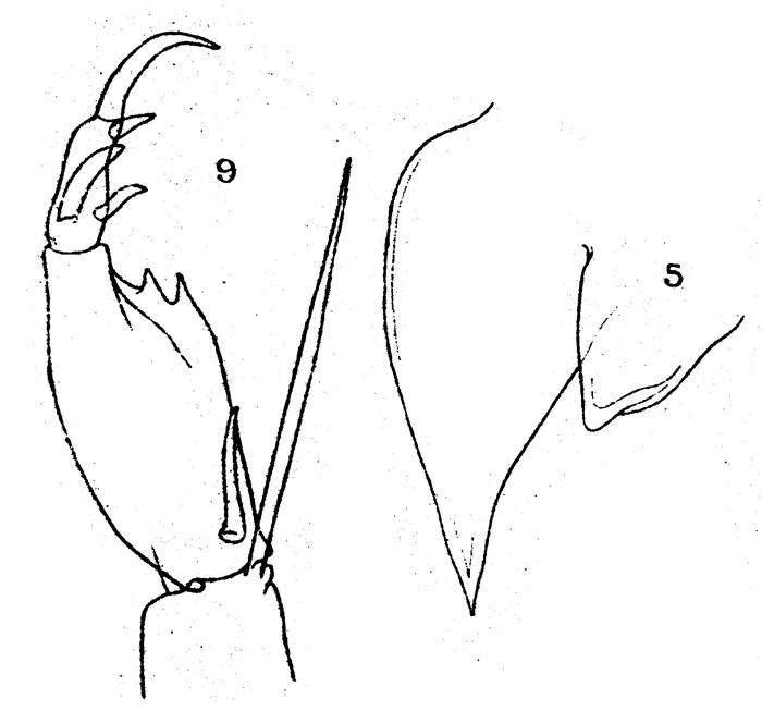 Espèce Corycaeus (Ditrichocorycaeus) dahli - Planche 12 de figures morphologiques