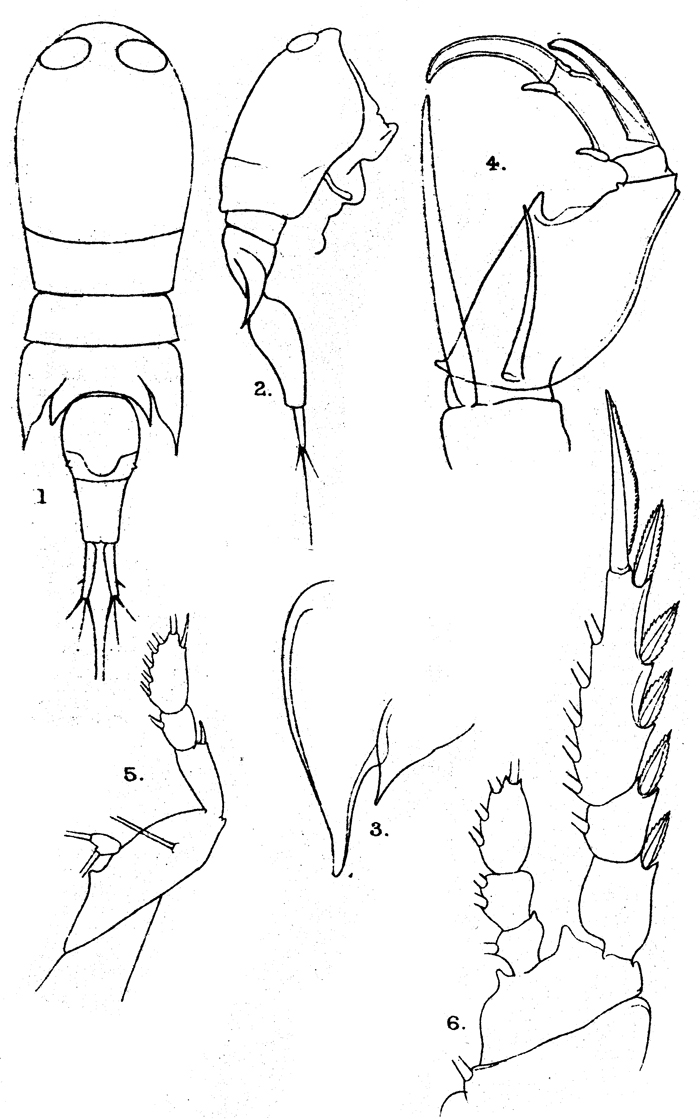 Species Corycaeus (Ditrichocorycaeus) asiaticus - Plate 10 of morphological figures