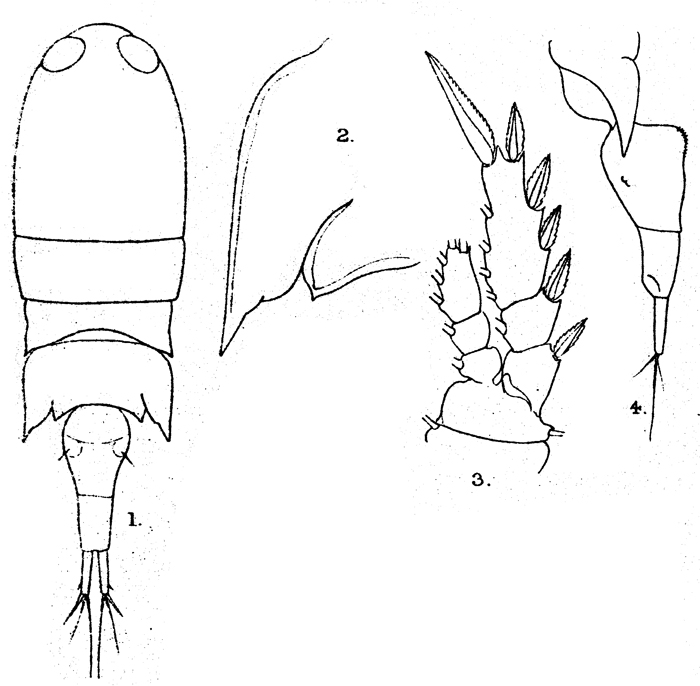 Species Corycaeus (Ditrichocorycaeus) andrewsi - Plate 10 of morphological figures