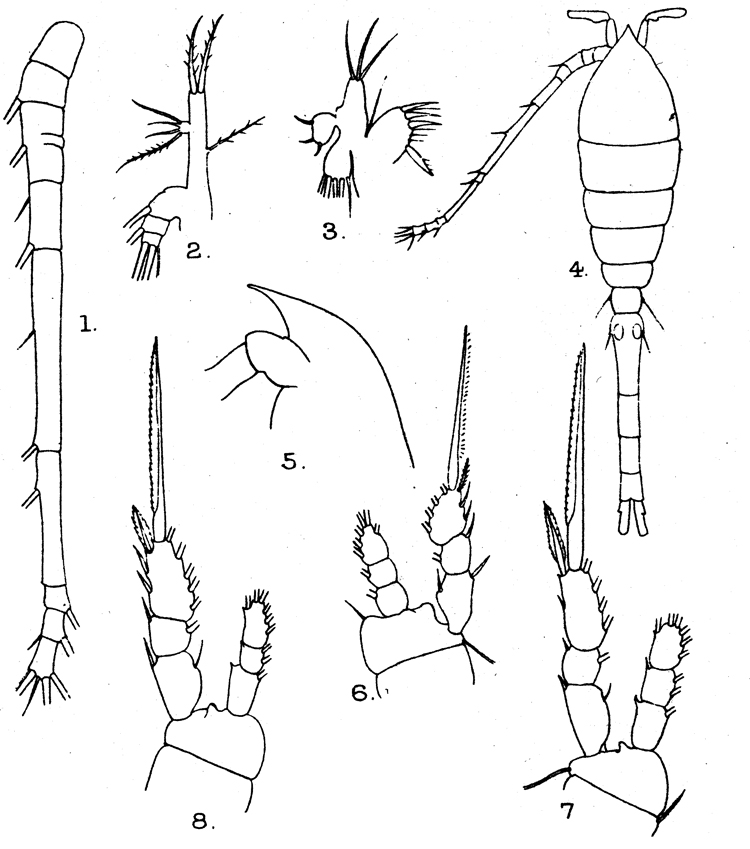 Species Oithona vivida - Plate 5 of morphological figures
