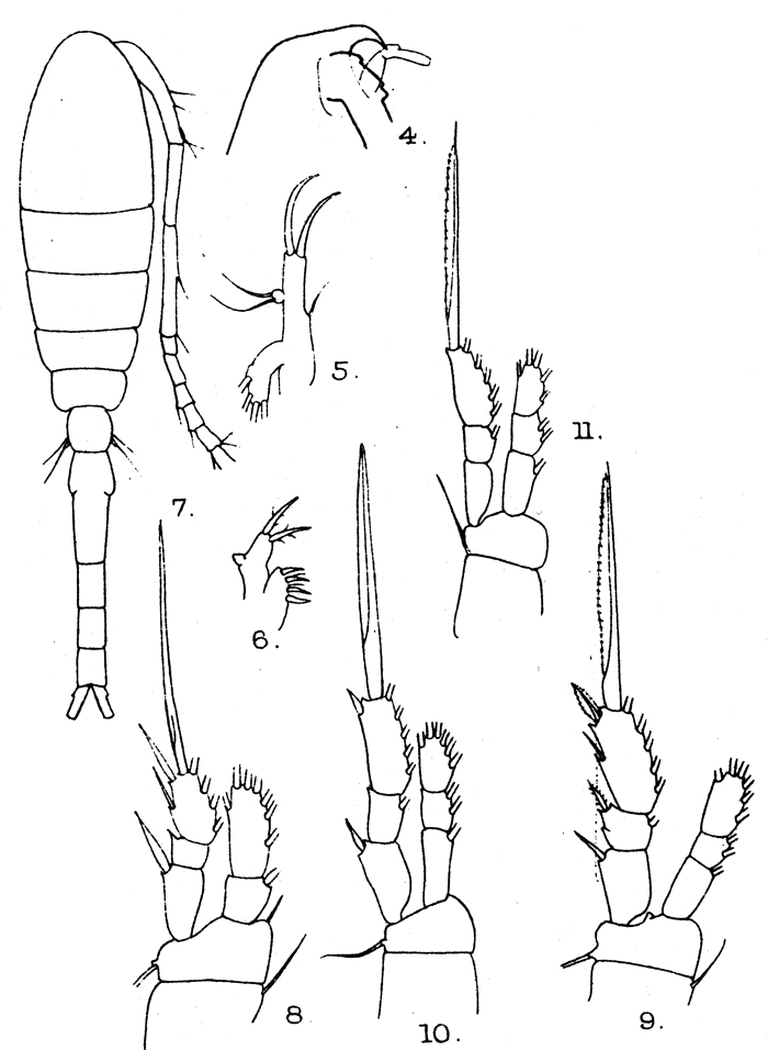 Espce Oithona decipiens - Planche 5 de figures morphologiques