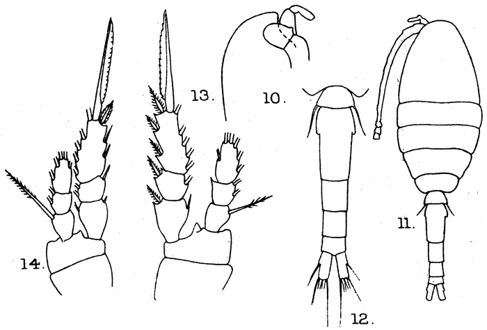 Espce Oithona simplex - Planche 11 de figures morphologiques