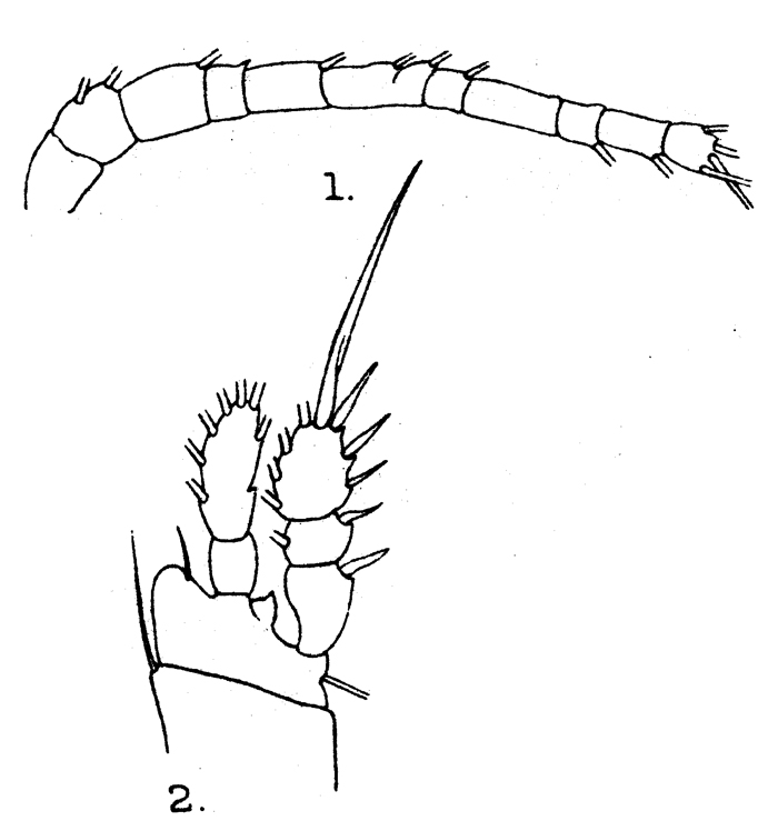 Species Oithona simplex - Plate 12 of morphological figures
