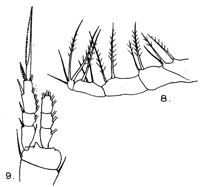 Species Dioithona oculata - Plate 8 of morphological figures