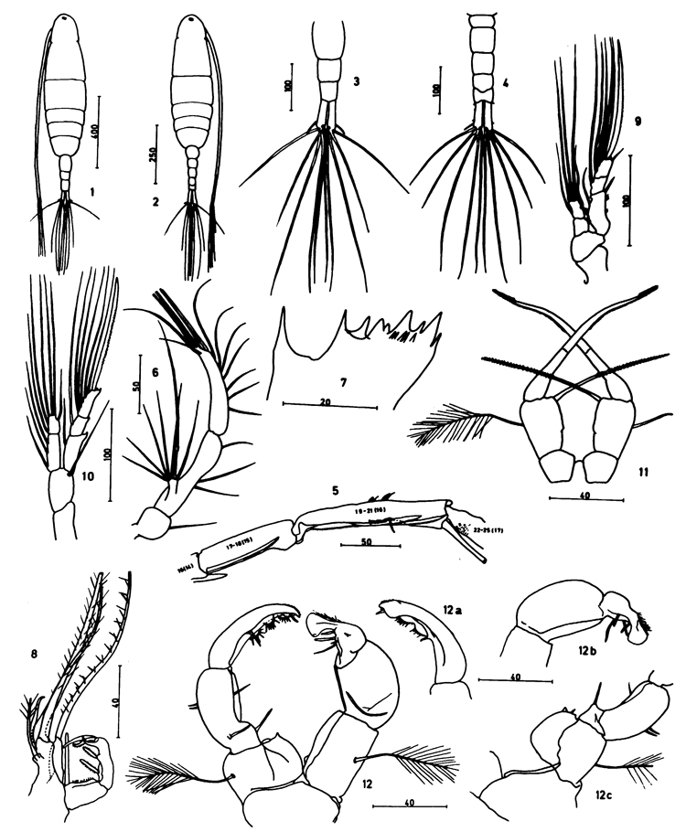 Espce Acartiella natalensis - Planche 1 de figures morphologiques
