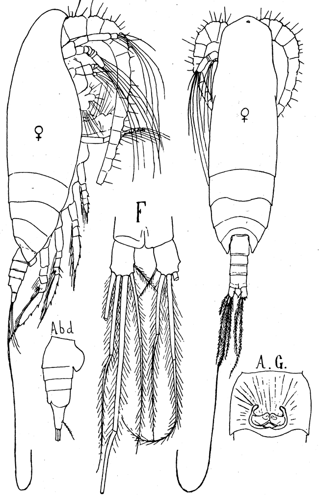 Species Spinocalanus magnus - Plate 7 of morphological figures