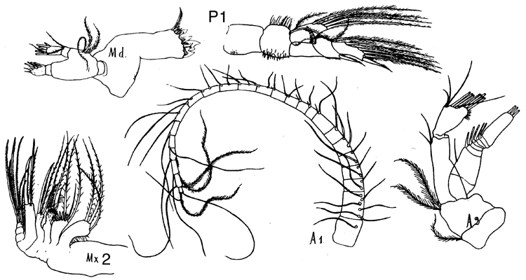 Species Farrania lyra - Plate 2 of morphological figures