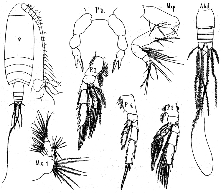 Species Farrania lyra - Plate 1 of morphological figures