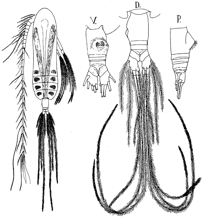 Species Euaugaptilus filigerus - Plate 8 of morphological figures