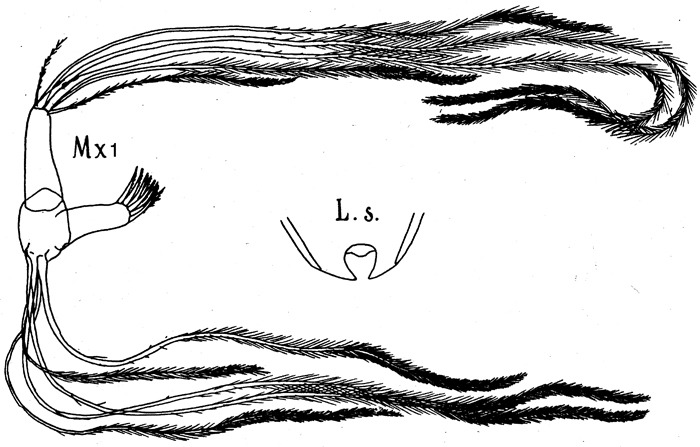 Espèce Euaugaptilus filigerus - Planche 11 de figures morphologiques
