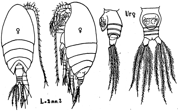 Espèce Scolecithrix danae - Planche 11 de figures morphologiques