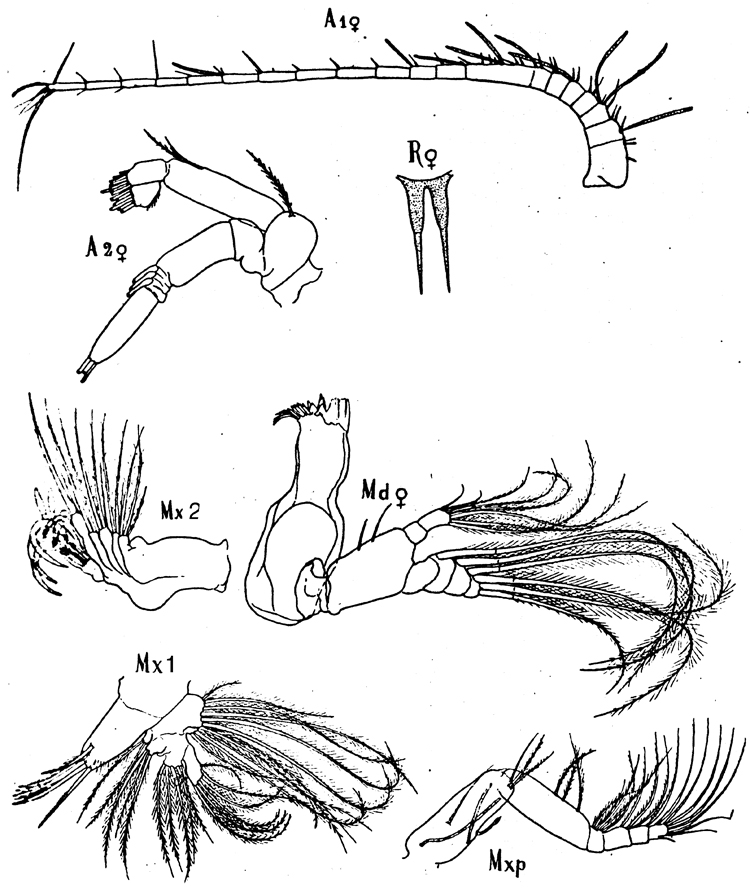 Espèce Scolecithrix danae - Planche 12 de figures morphologiques
