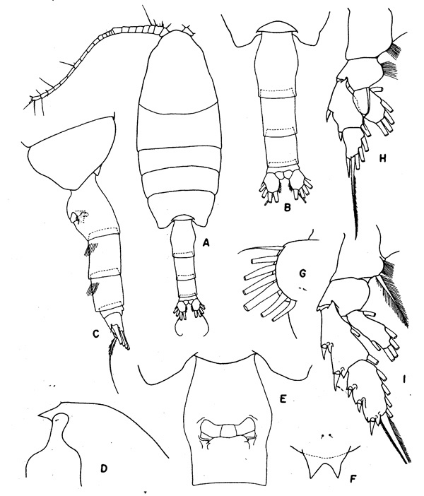 Species Valdiviella oligarthra - Plate 2 of morphological figures