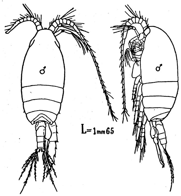 Espèce Scolecithrix danae - Planche 14 de figures morphologiques