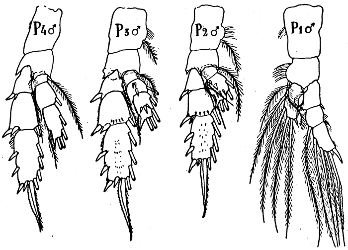 Espèce Scolecithrix danae - Planche 16 de figures morphologiques