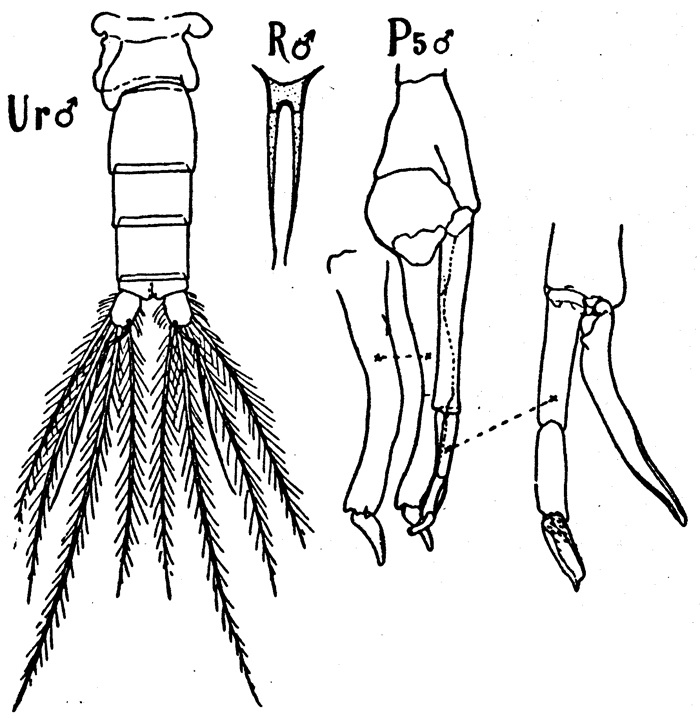 Espèce Scolecithrix danae - Planche 17 de figures morphologiques