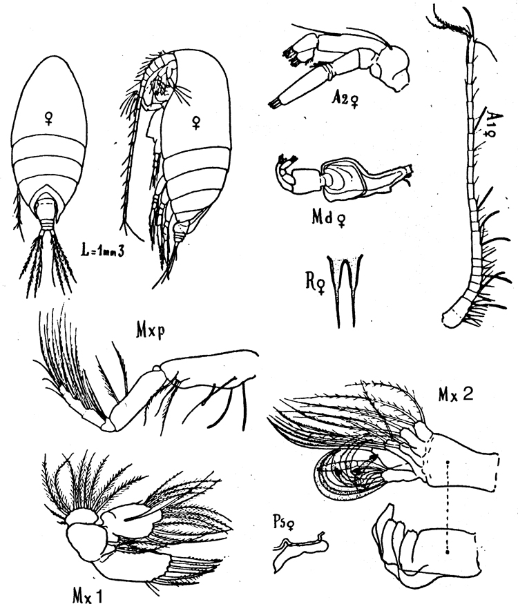 Species Scolecithrix bradyi - Plate 5 of morphological figures