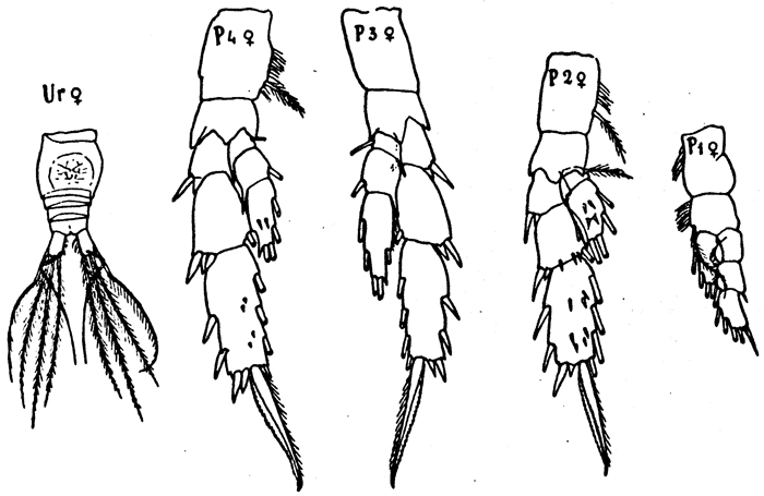 Species Scolecithrix bradyi - Plate 6 of morphological figures