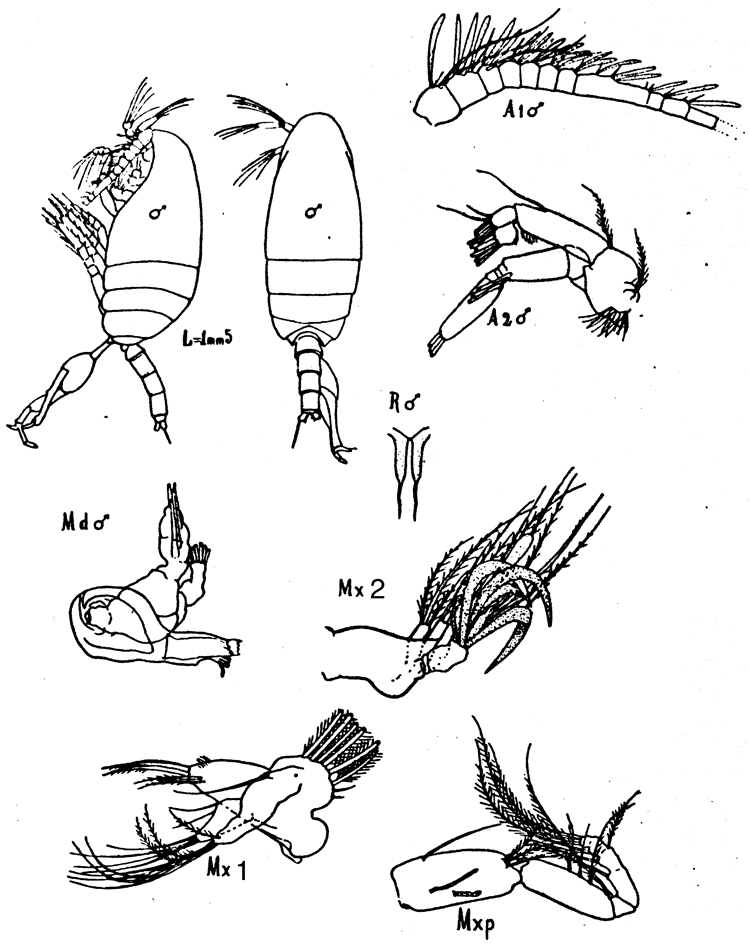 Species Scolecithrix bradyi - Plate 7 of morphological figures