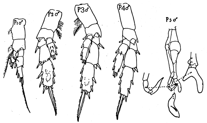 Espce Scolecithrix bradyi - Planche 8 de figures morphologiques