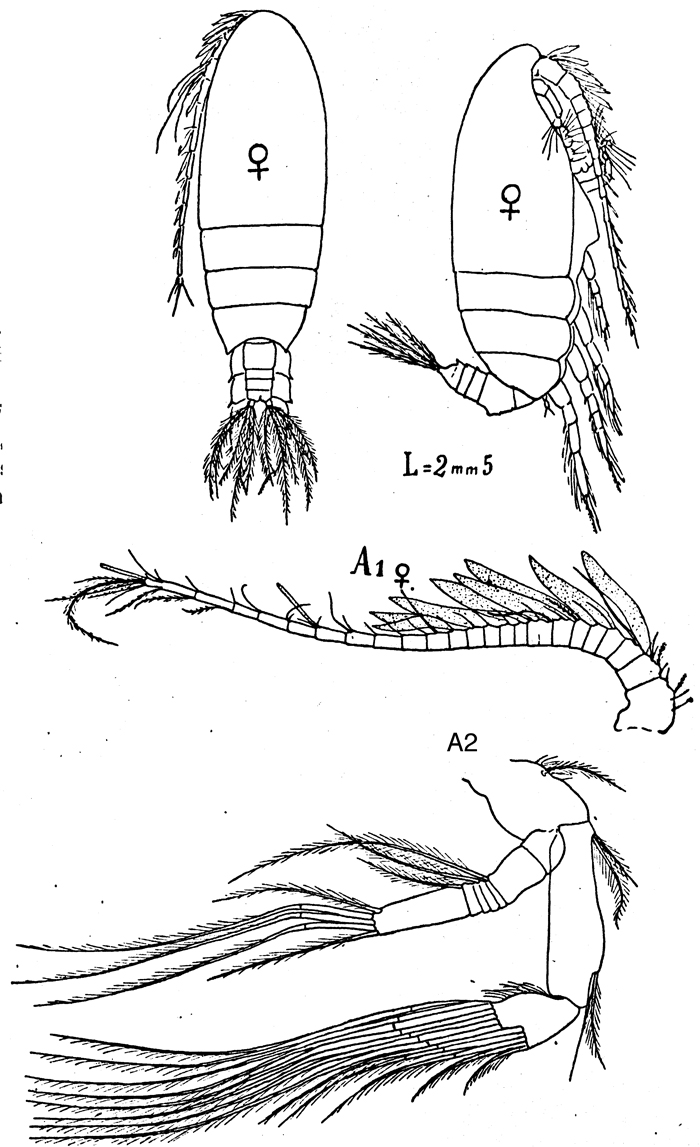 Species Archescolecithrix auropecten - Plate 5 of morphological figures