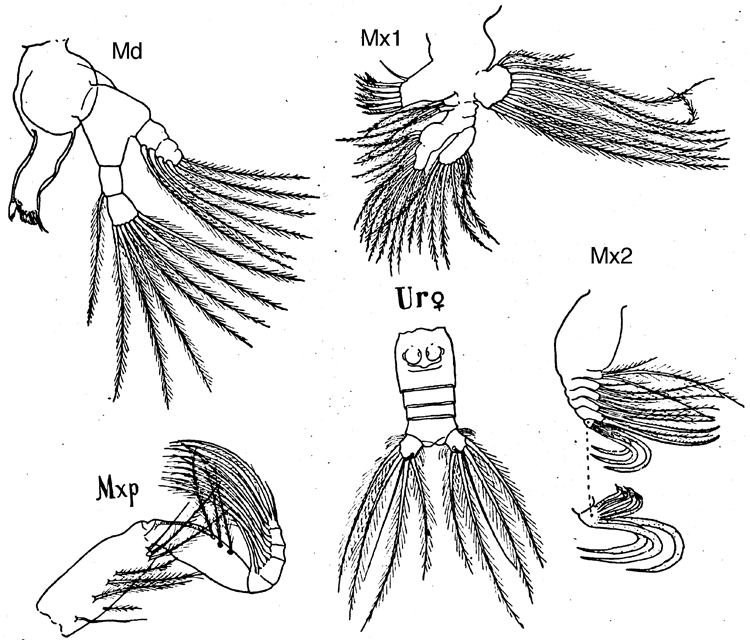 Espèce Archescolecithrix auropecten - Planche 6 de figures morphologiques
