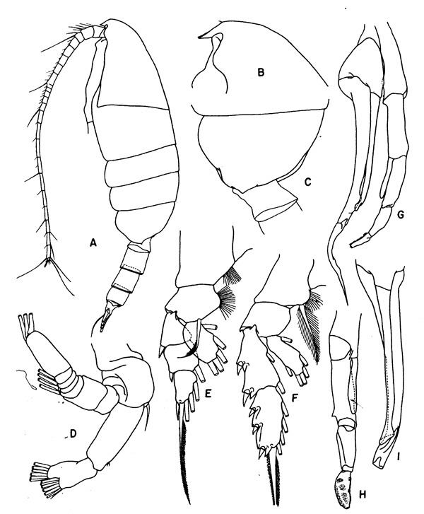 Species Valdiviella oligarthra - Plate 3 of morphological figures