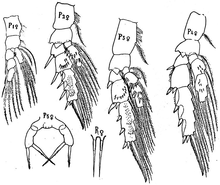 Espèce Archescolecithrix auropecten - Planche 7 de figures morphologiques