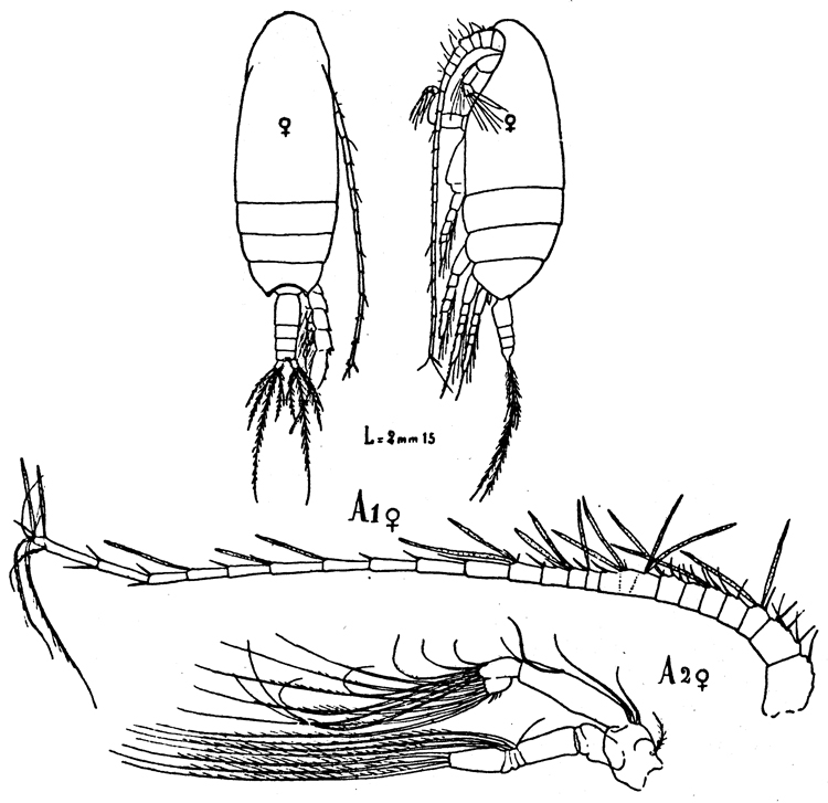 Species Scolecithricella profunda - Plate 6 of morphological figures