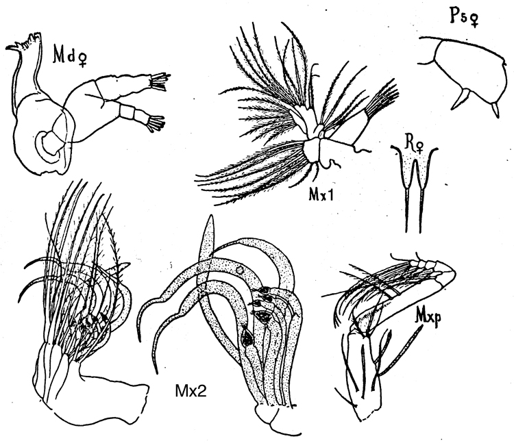 Espèce Scolecithricella profunda - Planche 7 de figures morphologiques