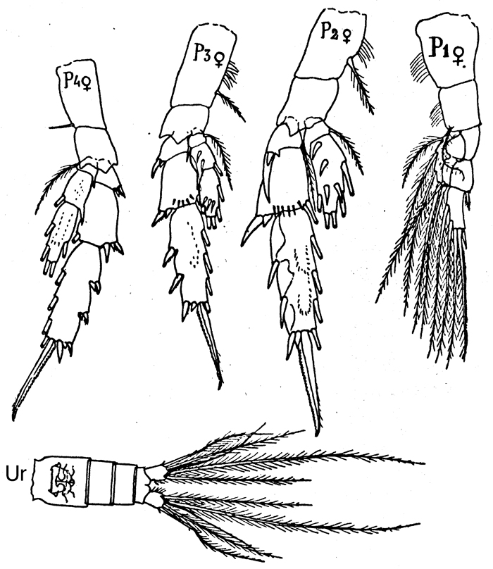 Espèce Scolecithricella profunda - Planche 8 de figures morphologiques