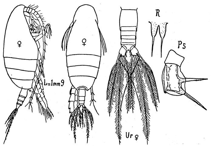 Espèce Scolecithricella vittata - Planche 12 de figures morphologiques