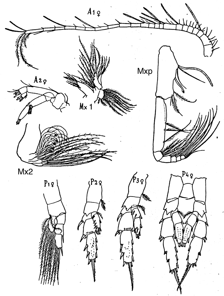 Species Scolecithricella vittata - Plate 13 of morphological figures