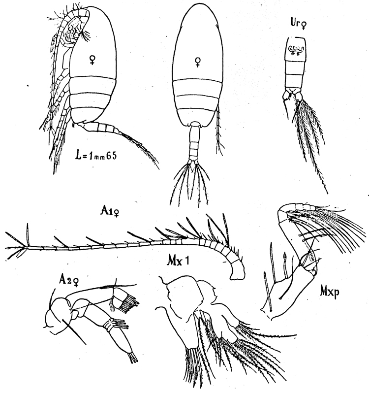 Species Scolecithricella dentata - Plate 12 of morphological figures