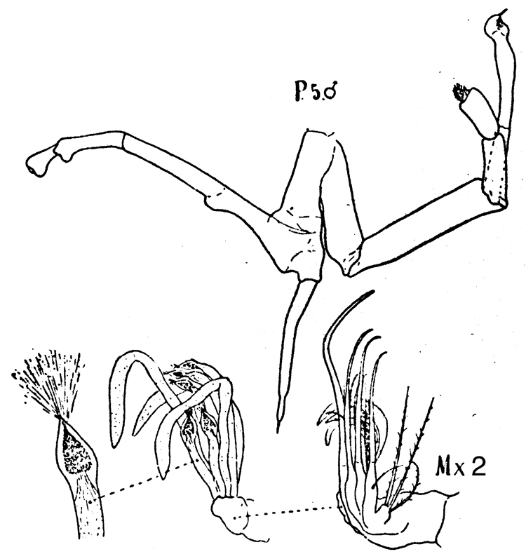 Espèce Archescolecithrix auropecten - Planche 9 de figures morphologiques