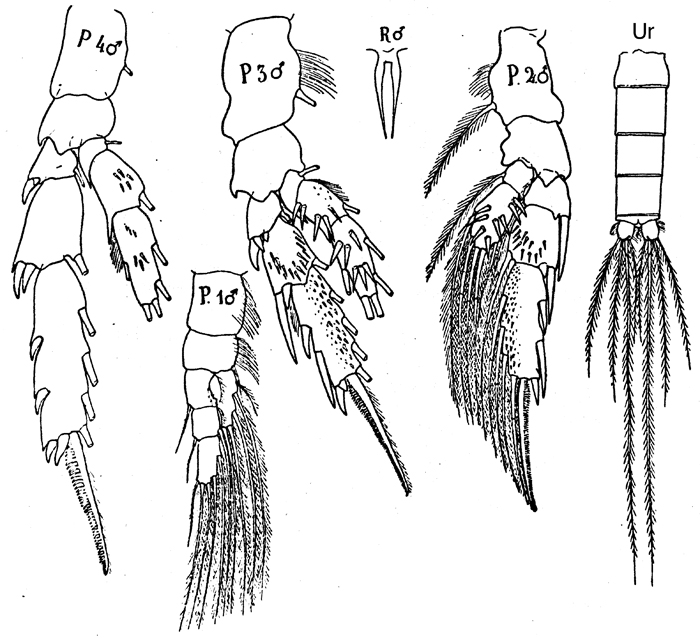 Espèce Archescolecithrix auropecten - Planche 10 de figures morphologiques