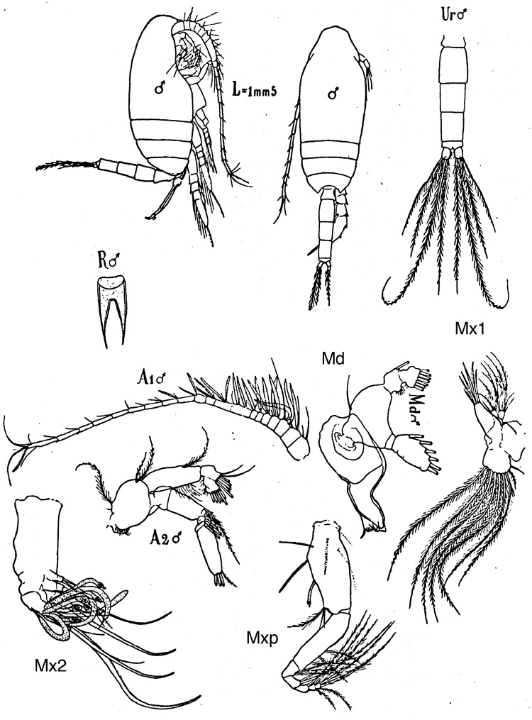 Espce Scolecithricella dentata - Planche 14 de figures morphologiques