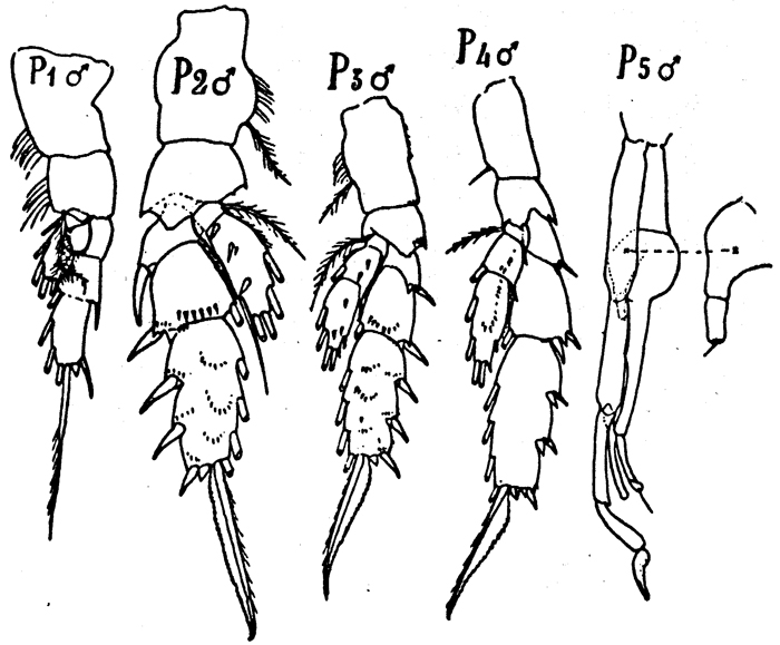 Espce Scolecithricella dentata - Planche 15 de figures morphologiques