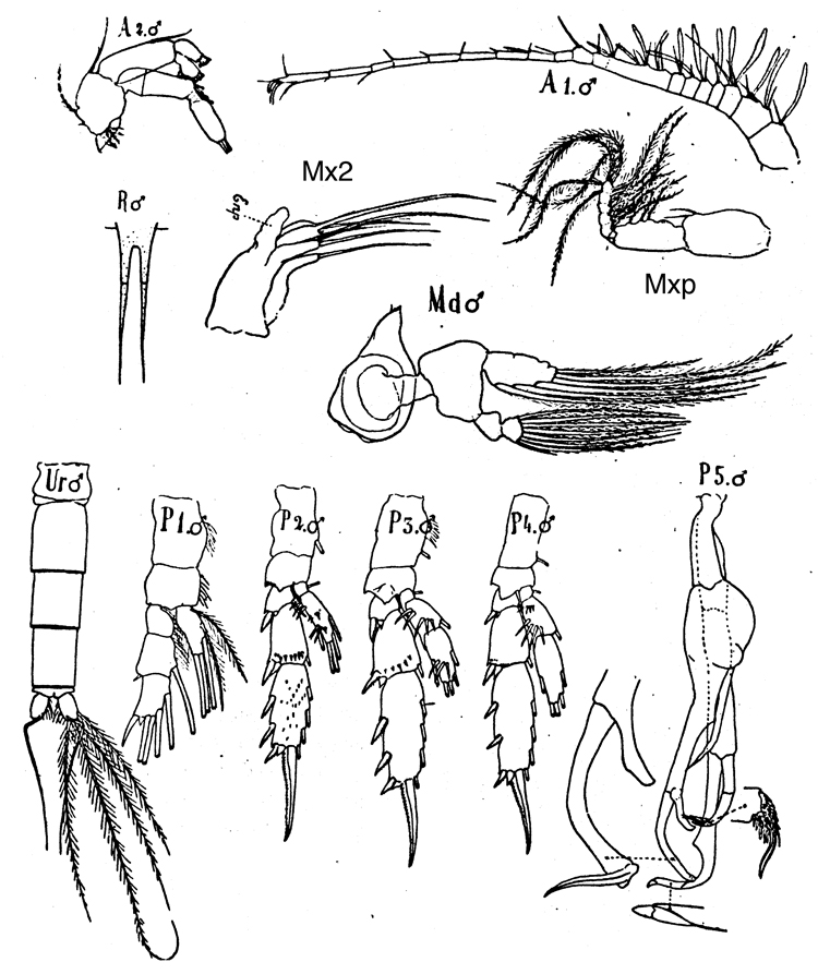 Espèce Scaphocalanus longifurca - Planche 5 de figures morphologiques
